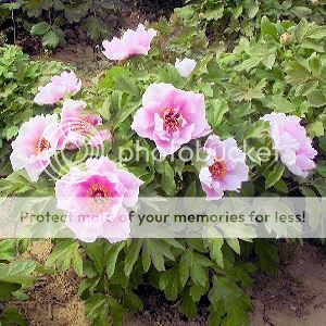 PAEONIA SUFFRUTICOSA Tree peony pink BULK 100 seeds  