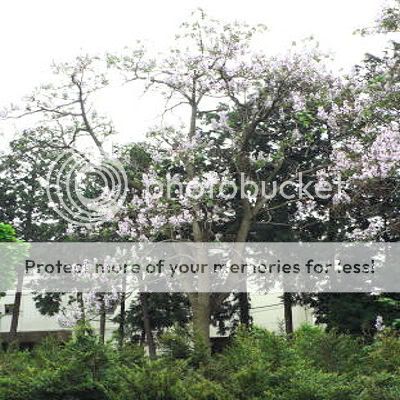 Princess tree paulownia tomentosa 250+ seeds  