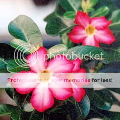 DESERT ROSE / ADENIUM OBESUM Bonsai BULK 100 seeds  