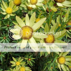 LEUCADENDRON SESSILE sun conebush 5 seeds  