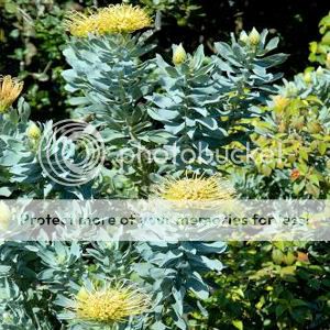 leucospermum catherinae wheel pincushion 5 seeds