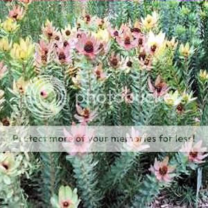 LEUCADENDRON TINCTUM spicy conebush 5 seeds