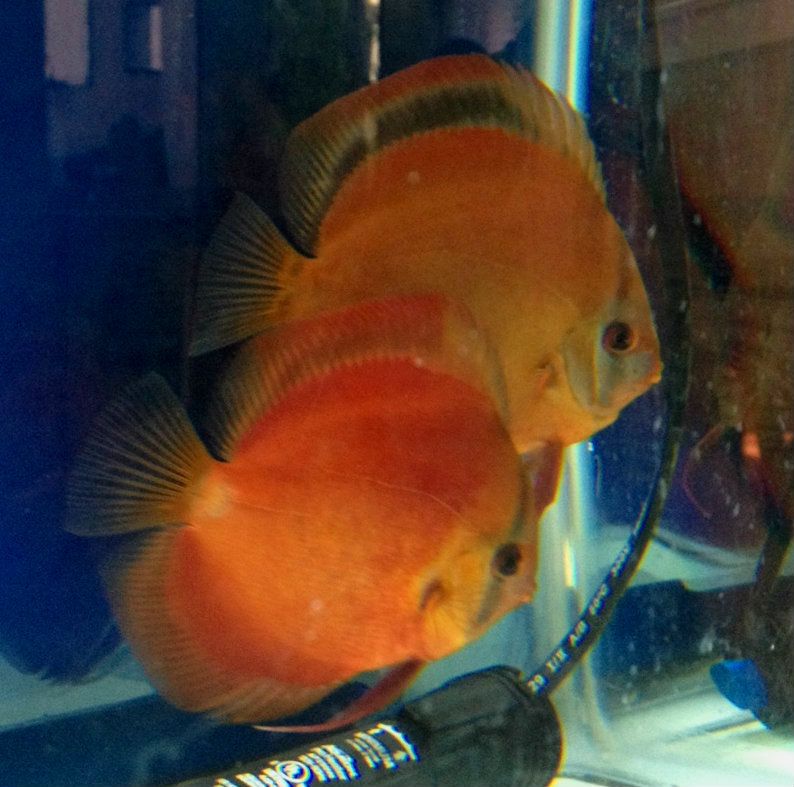 Types of solid red discus?