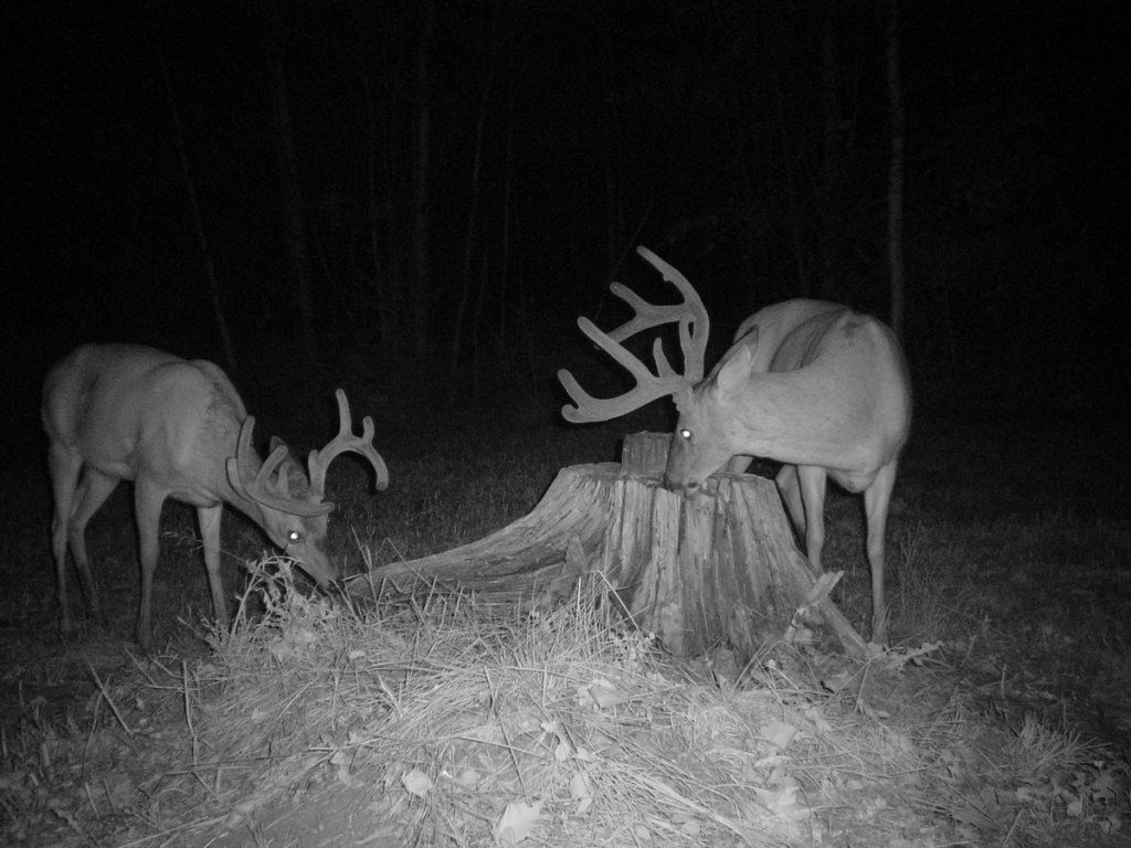 Apologise, but, do salt licks work for deer your place Can look do salt licks work for deer right!