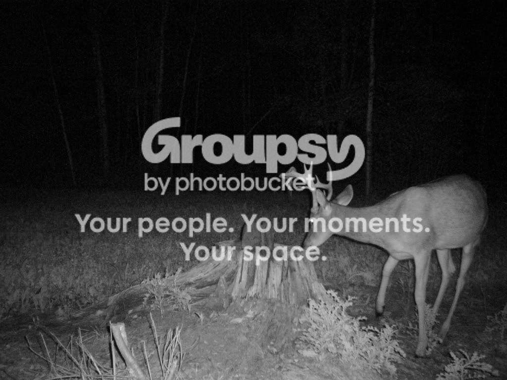 Buddy's buck - odd rack - Old age or funky genetics? | Archery Talk Forum