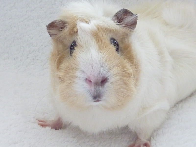 Gizzy1.jpg