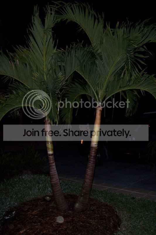 I never learn! - DISCUSSING PALM TREES WORLDWIDE - PalmTalk