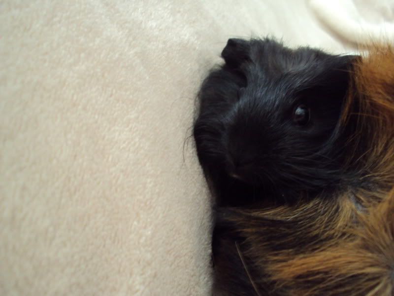 piggie2.jpg